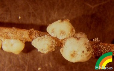 Ceroplastes sinensis (Caparreta Blanca) - Hembras de Ceroplastes sinensis.jpg